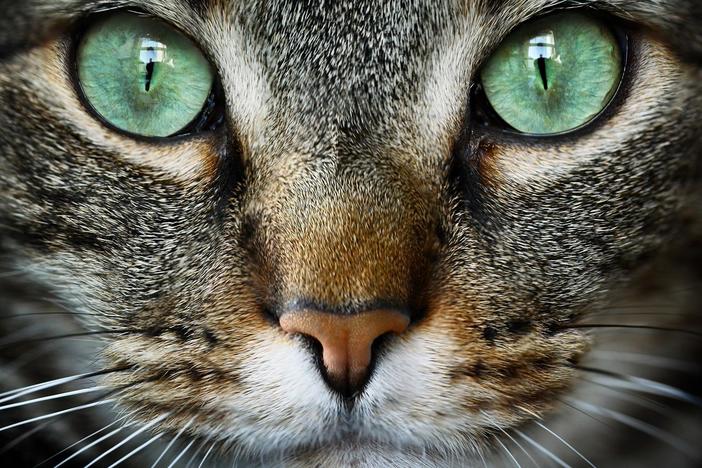 Goddess, demon, house pet? What does science say about the human relationship with cats?