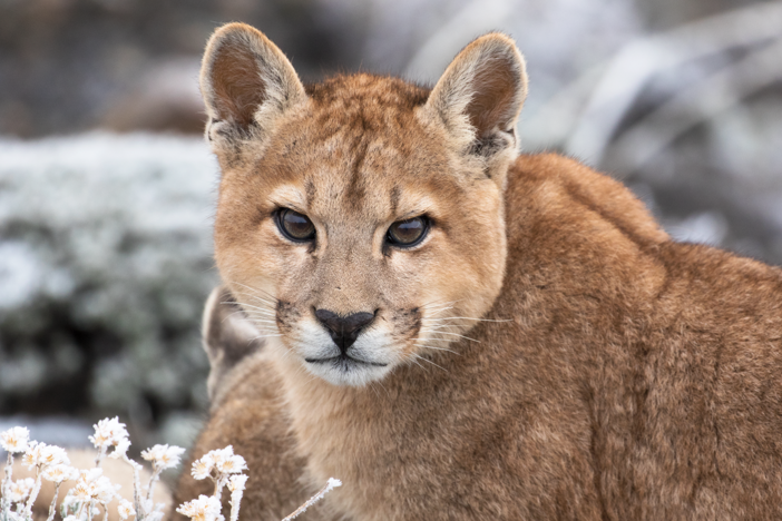 Solitaria, a mother puma, is on the move to hunt prey with her cubs close by.