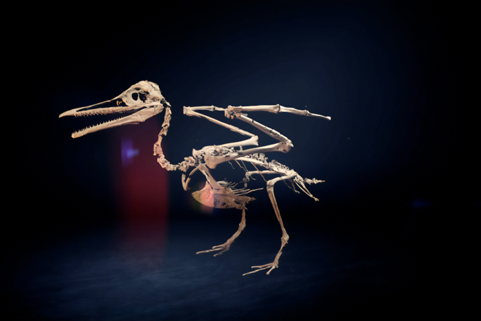 Fossils reveal how birds survived the killer asteroid and became today’s only living dinosaurs.