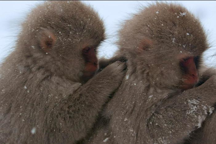 The troop that grooms together, stays together.