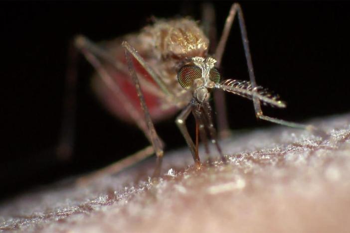 Investigate the rise of spillover viruses like Zika and Ebola. 