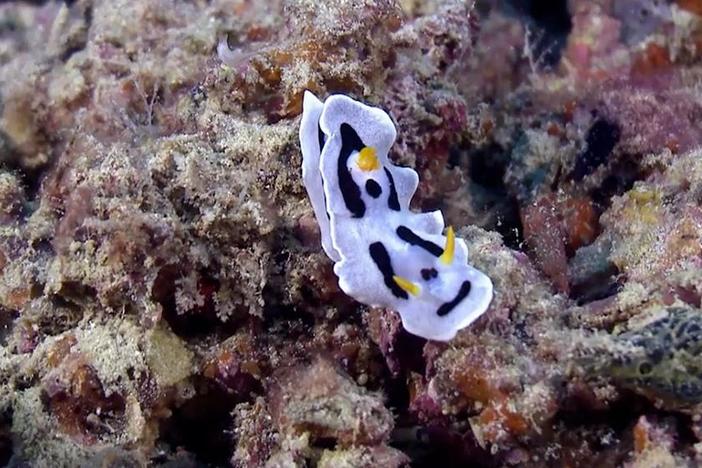 Marine biologist Laetitia Plaisance investigates species diversity in two coral reefs.