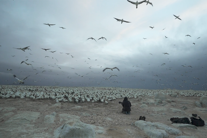 To film this mass migration, two film crews spent 4 weeks filming predators and sardines.