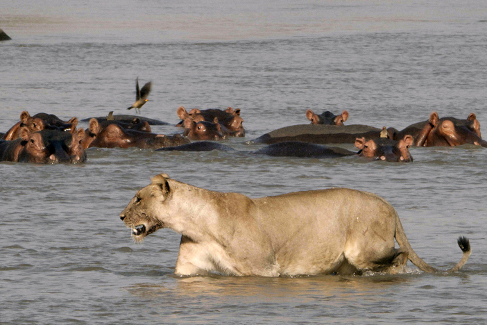 A newborn hippo draws unwanted attention.