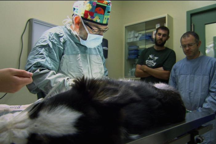 Border Collie Puppy Has Surgery for Prosthetic Legs