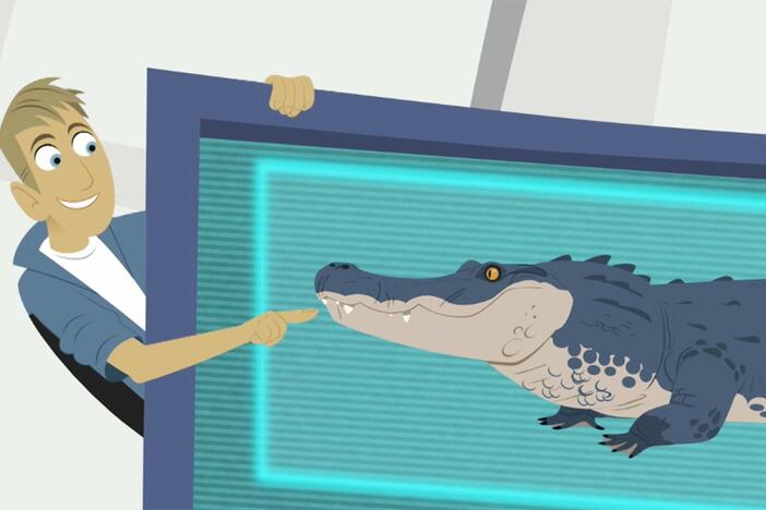 The Kratt brothers explain the differences between crocodiles and alligators.