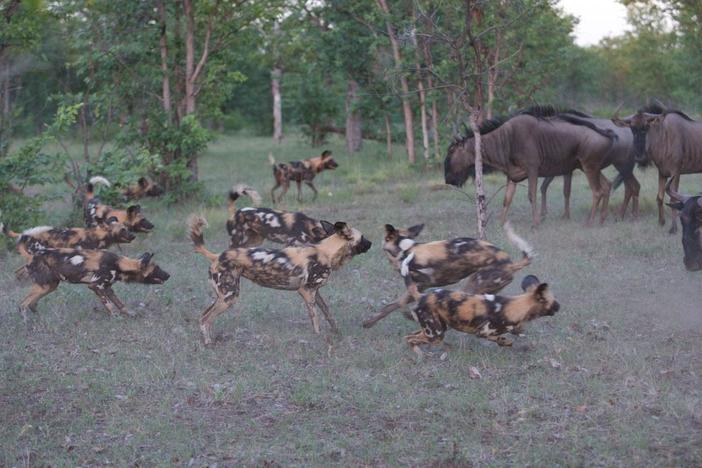This young wild dog pack manages to bring down a wildebeest.
