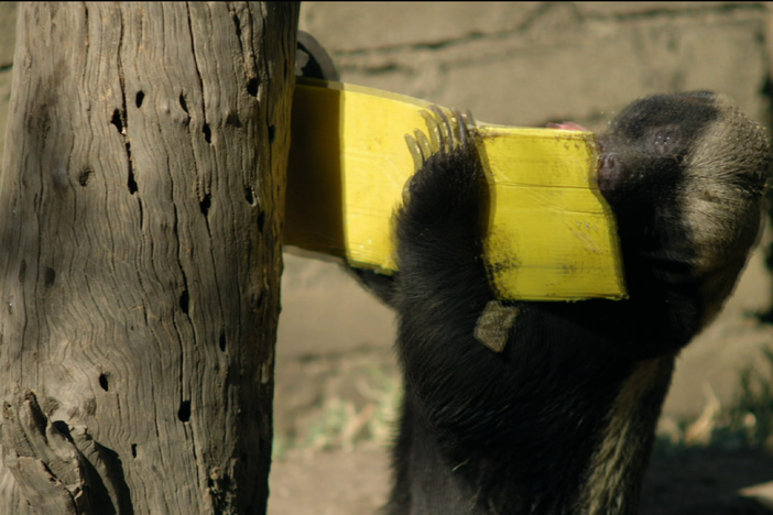 Honey badgers, honey and badger-proof hives. 