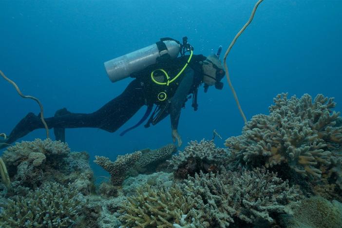 Coral Reefs make up less than 1% of the ocean, but support a quarter of all marine life.