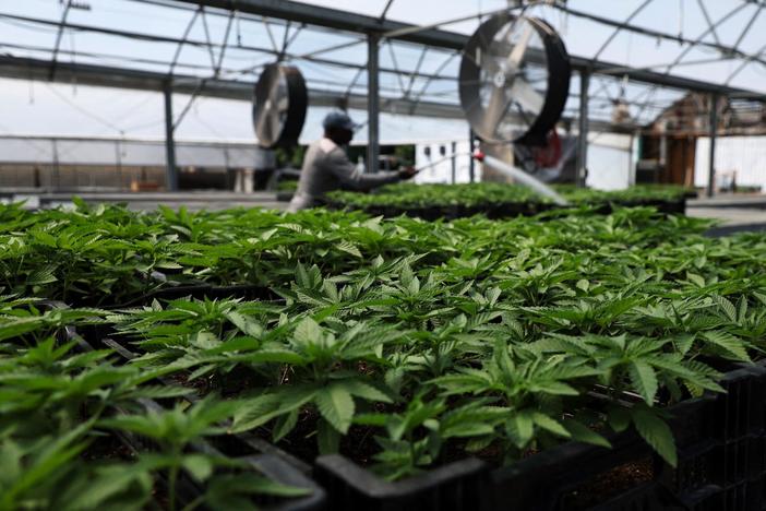U.S. health officials recommend moving marijuana to lower-risk drug classification