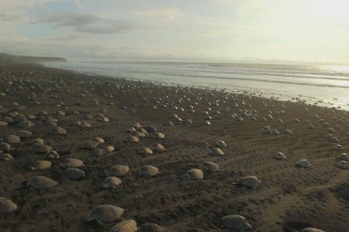 Each year olive ridley sea turtles return to their natal beach. How they find it shore is