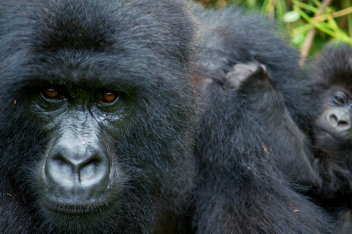 Not everyone shows this gorilla troop leader the respect he deserves.