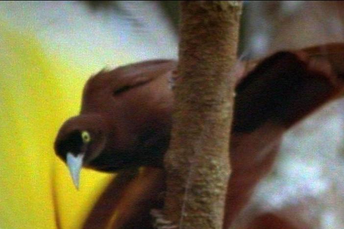 The lek-mating displays of the Greater birds of paradise.