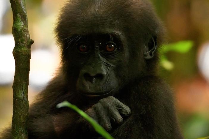 Several weeks have passed since the birth of the baby gorilla.