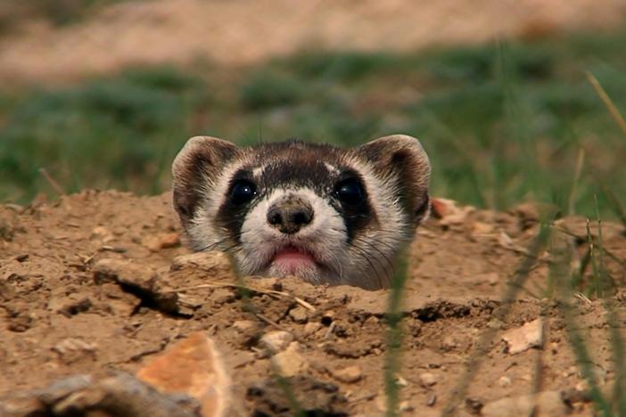 The decades-long fight to save America’s black-footed ferrets.