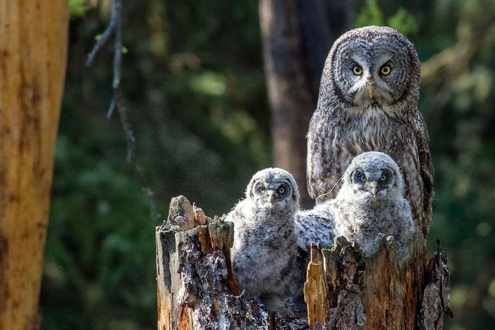 Spring is here and Yellowstone is bursting into life, but the thaw is just beginning.