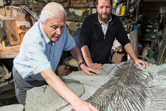 Witness the discovery of a new ichthyosaur fossil.