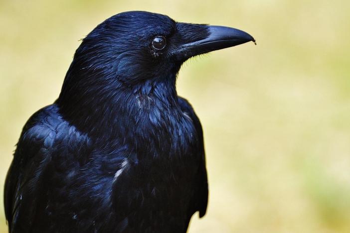 Crows can remember the face of their captors—even after generations.