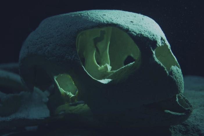 Beyond a coral reef, a tomb of lost turtles leaves more questions than answers.