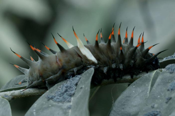 Learn how animals on New-Britain have learned to live with the Earth’s moods.