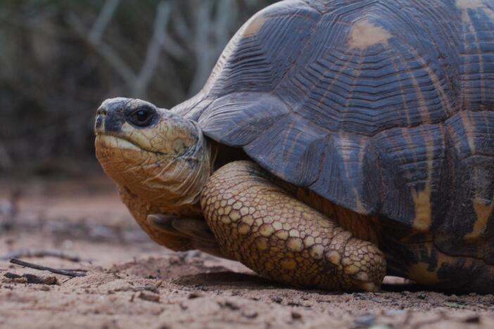 In the otherworldly Spiny Forest of Madagascar,  a historic release is about to take place.