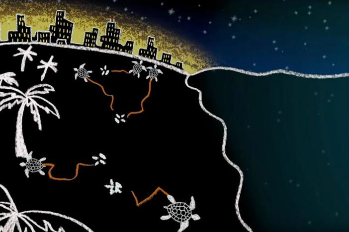 Turtle hatchlings struggle to make it to the ocean because of light pollution.