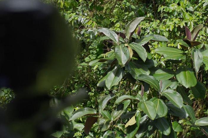 Marksmen use paintballs filled with herbicide shot from a helicopter to stop Miconia.