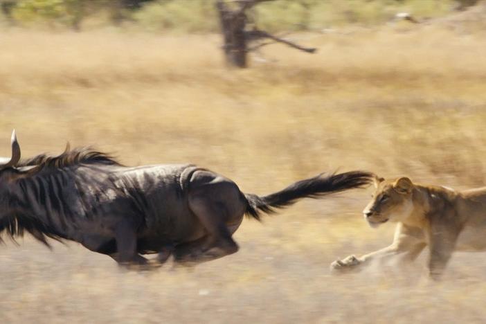 Lions may not have the cheetah's speed or the leopard's forest cover but they have other tricks.