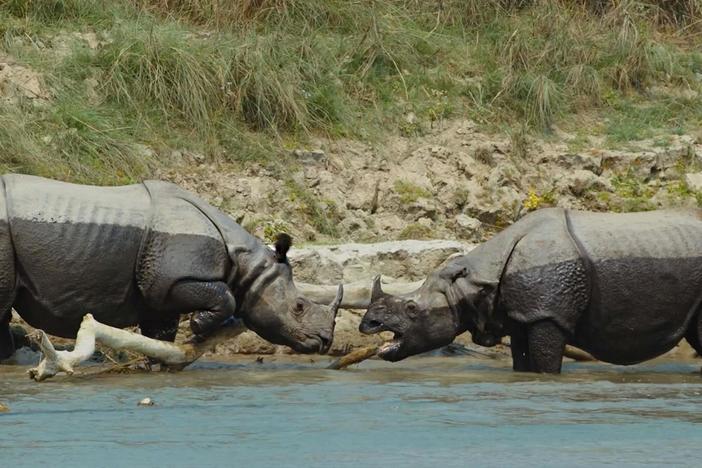 Two rhinos go head-to-head, resulting in something never caught on camera until now.