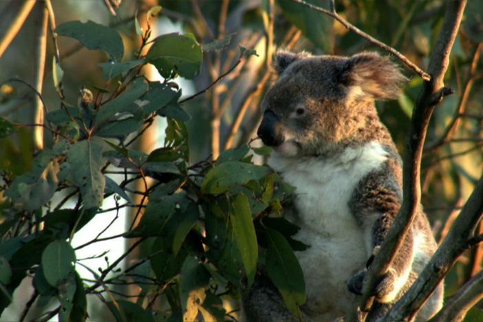 A look at how the koala’s unique diet of eucalyptus leaves affects their behavior.