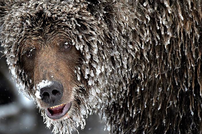 A river of extremes, remote and wild, the Yukon is North America's legendary frozen River.