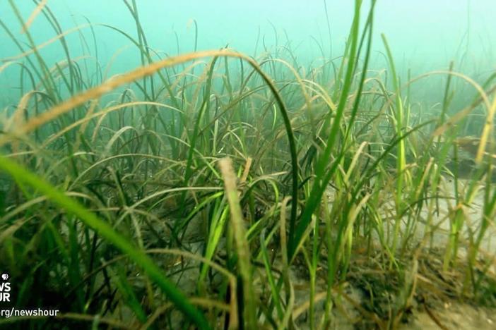 This aquatic grass could help shellfish threatened by ocean acidification