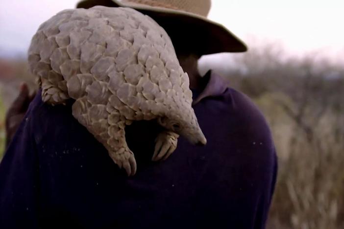 Meet the man who takes a baby pangolin for walks every day.