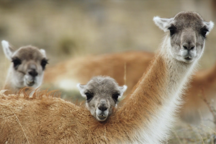 Guanacos have a unique problem when it comes to reproducing.