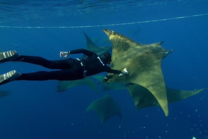 Go behind the scenes with the "Animal with Cameras" team!