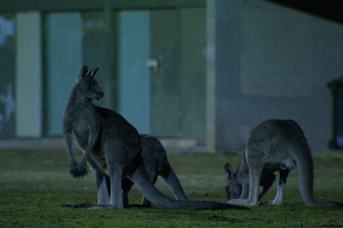 As night falls, the kangaroos of Canberra start moving into the suburbs.