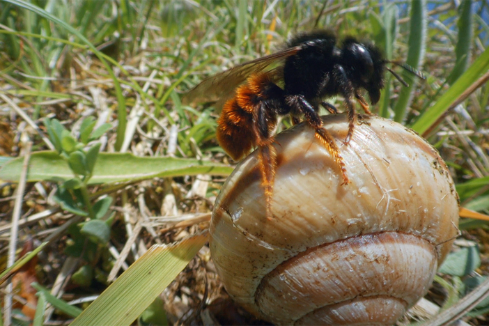 Nothing can get into this bee's self-made fortress of a shell and sticks.