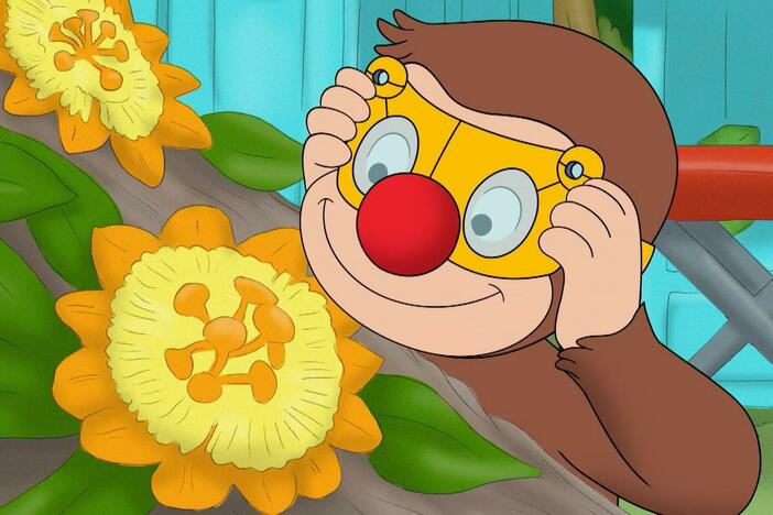 George is fascinated by a baby sloth./Gnocchi loses her new bell and George helps find it.