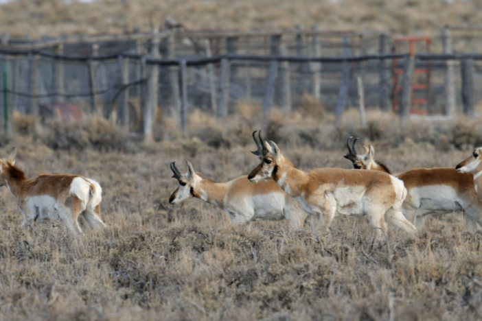 An increasingly fragmented landscape is creating problems for the fleet-footed creature. 