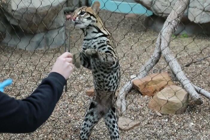 Scientists work to restore wild ocelot populations with fertility treatments