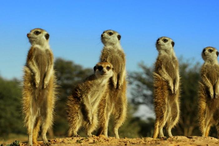 Spy Creatures and their new wild friends rely on each other to look out for predators. A S
