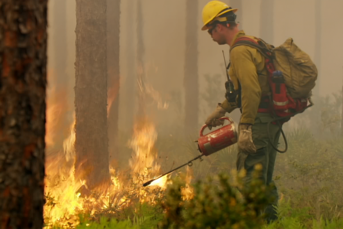 Longleaf pine forests need fire to survive and rejuvenate, but the fire threatens humans.