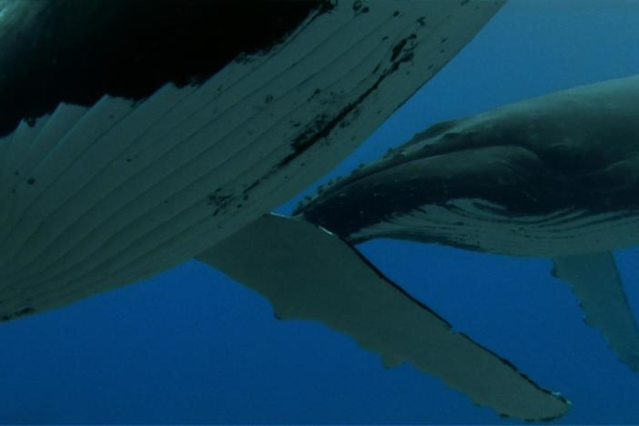 Male humpbacks have become famous for the compositions they improvise together.