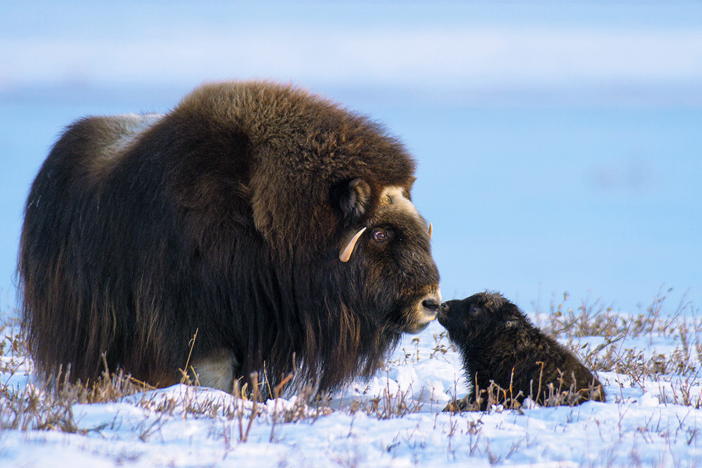 Within hours of being born, this calf is ready to explore.