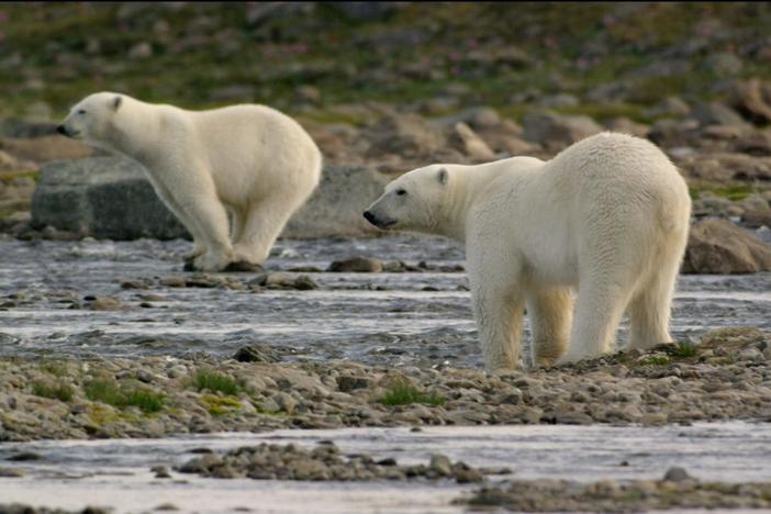 Polar bears are forced to try their luck hunting salmon as arctic ice sheets dissappear.