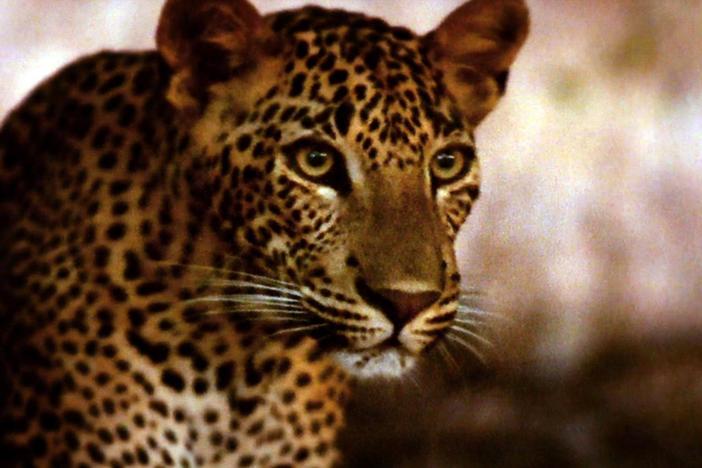 A close look at the most feline, intelligent and dangerous cat.