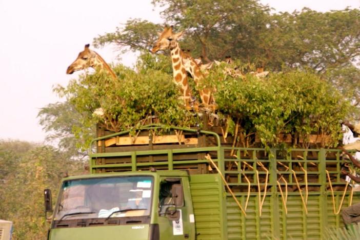 A rare giraffe species takes a road trip to the other side of the Nile River. 