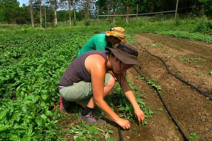 A fellowship offers young Jewish adults the chance to cultivate the soil and their souls.