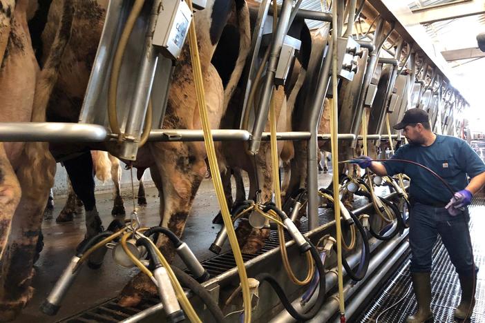 Colorado dairy farms face calls to keep workers safe as bird flu spreads among cows