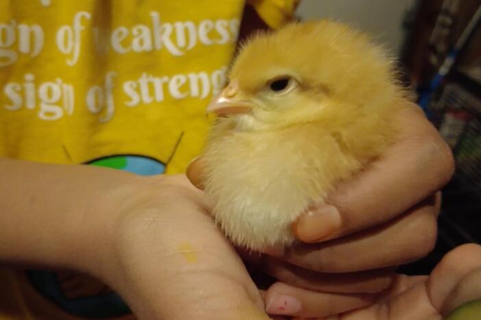It's Spring! Time for Mia to help her new baby chicks grow into healthy young chickens.